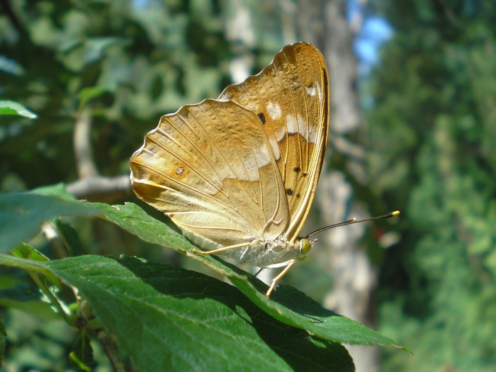 elogio all''Apatura ilia